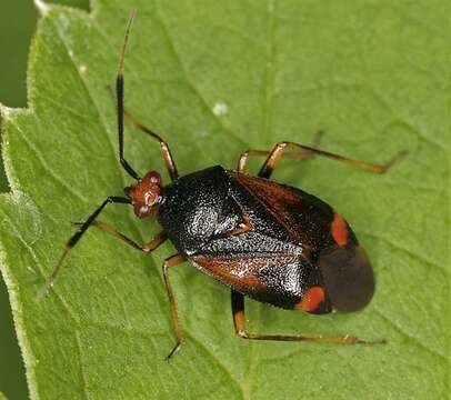 Image of Deraeocoris