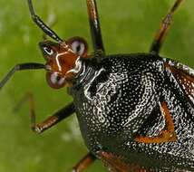 Image of Deraeocoris