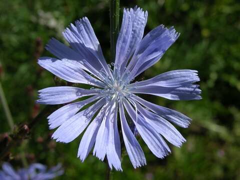 Image of chicory