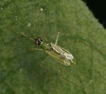 Dicyphus constrictus (Boheman 1852)的圖片