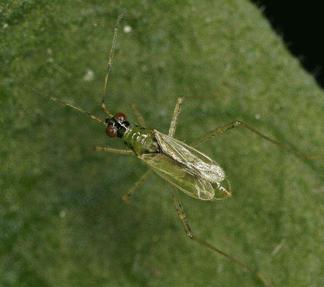 Слика од Dicyphus constrictus (Boheman 1852)