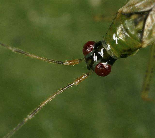 Слика од Dicyphus constrictus (Boheman 1852)