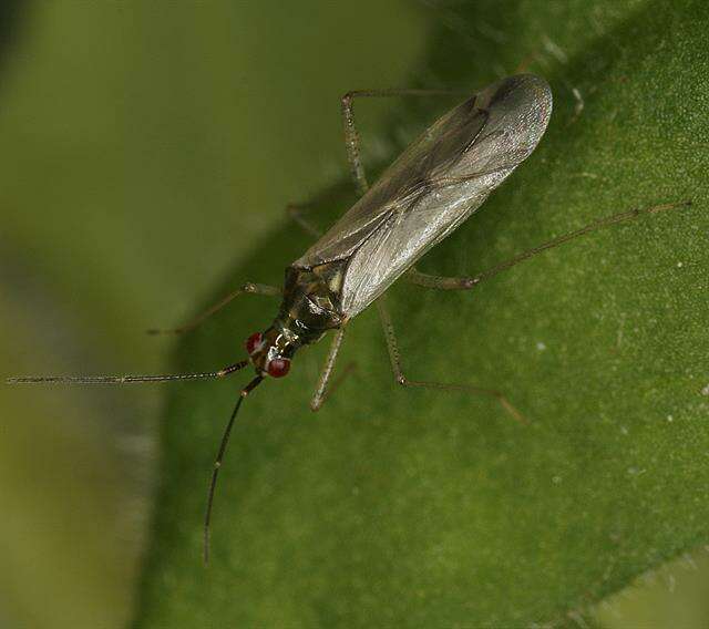 Image of Dicyphus