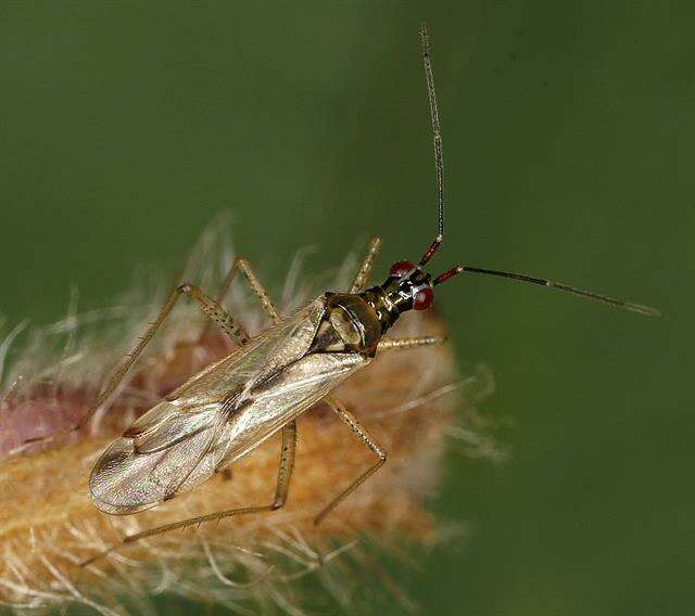 Image of Dicyphus