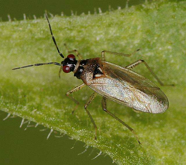 Dicyphus globulifer (Fallen 1829)的圖片