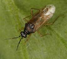 Dicyphus globulifer (Fallen 1829)的圖片