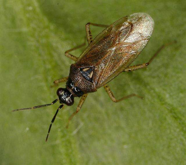 Dicyphus globulifer (Fallen 1829)的圖片