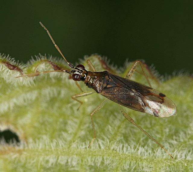 Dicyphus pallicornis (Fieber 1861)的圖片