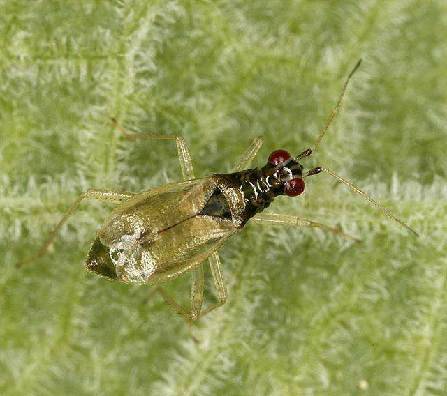 Image of Dicyphus pallicornis (Fieber 1861)