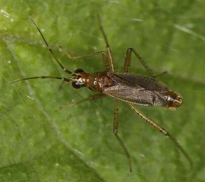 Image of Dicyphus stachydis J. Sahlberg 1878