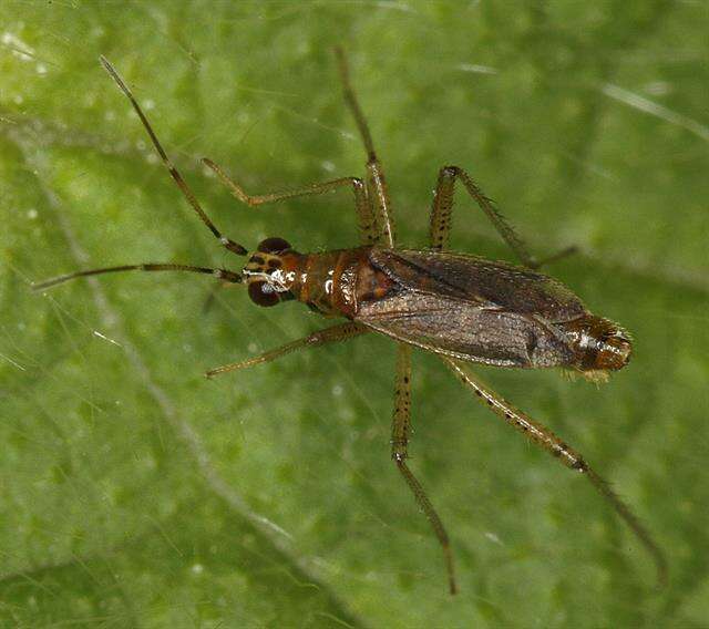 Sivun Dicyphus stachydis J. Sahlberg 1878 kuva