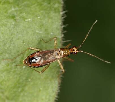 Image of Dicyphus stachydis J. Sahlberg 1878