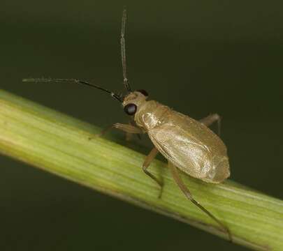 Image of Fieberocapsus