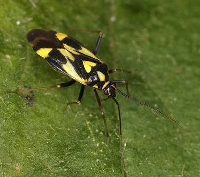 Image of Grypocoris