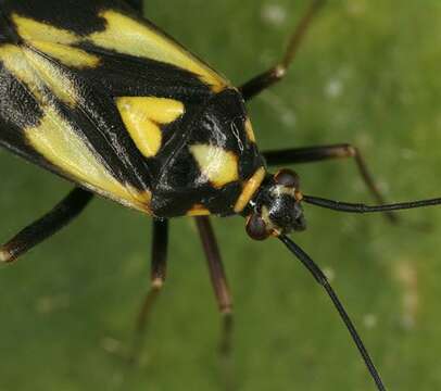 Image of Grypocoris