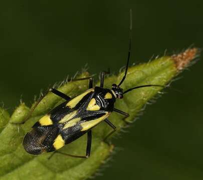 Image of Grypocoris