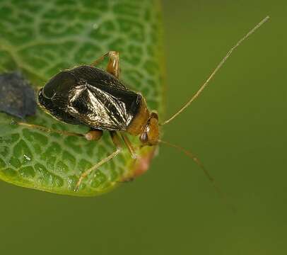 Image of Halticus luteicollis (Panzer 1804)