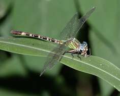 Image of Blue-faced Ringtail