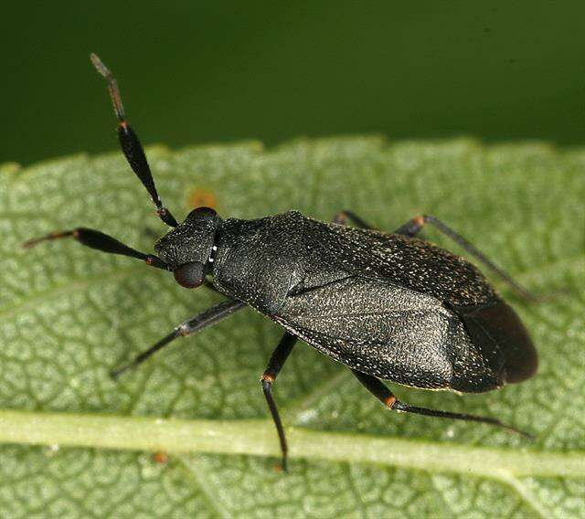 Image de Heterocordylus tumidicornis (Herrich-Schaeffer 1835)