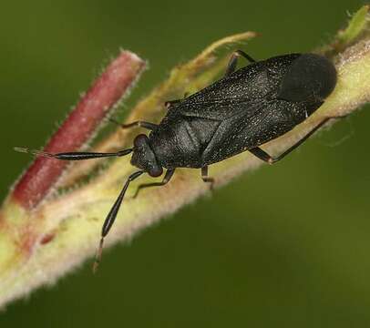 Image of Heterocordylus tumidicornis (Herrich-Schaeffer 1835)