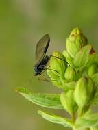 Image of Giant Conifer Aphids