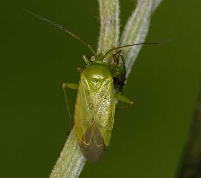 Image of Lygocoris