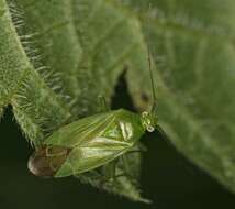 Sivun Lygocoris kuva