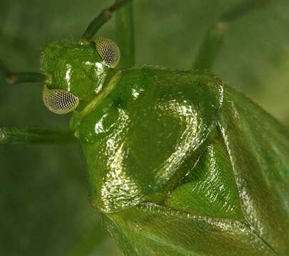 Image of Lygocoris