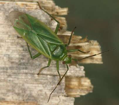 Image of Lygocoris