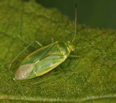 Image of Lygocoris