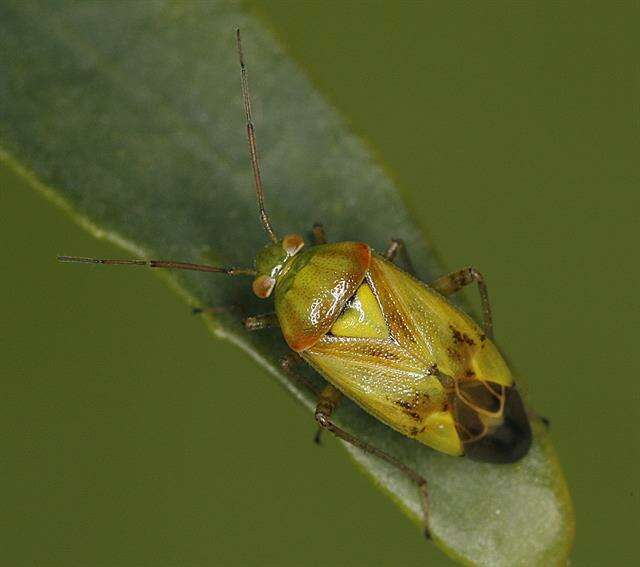 Image of Lygus Bugs