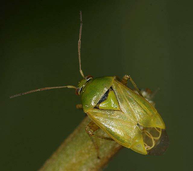 Image of Lygus Bugs