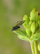 Image of Giant Conifer Aphids