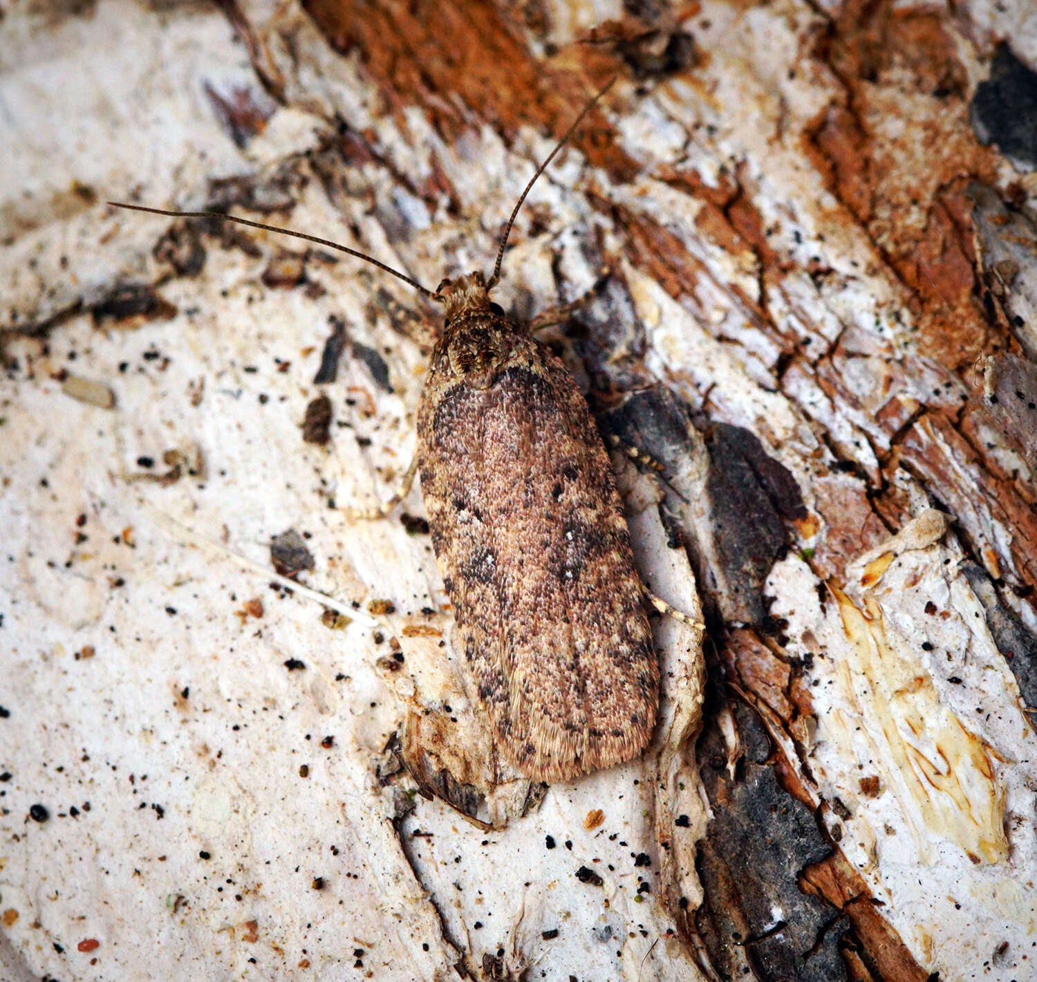 Image of Agonopterix heracliana Linnaeus 1758