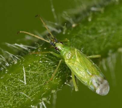 Image of Macrolophus