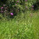 Image of melancholy thistle