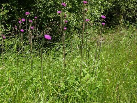 Image of melancholy thistle