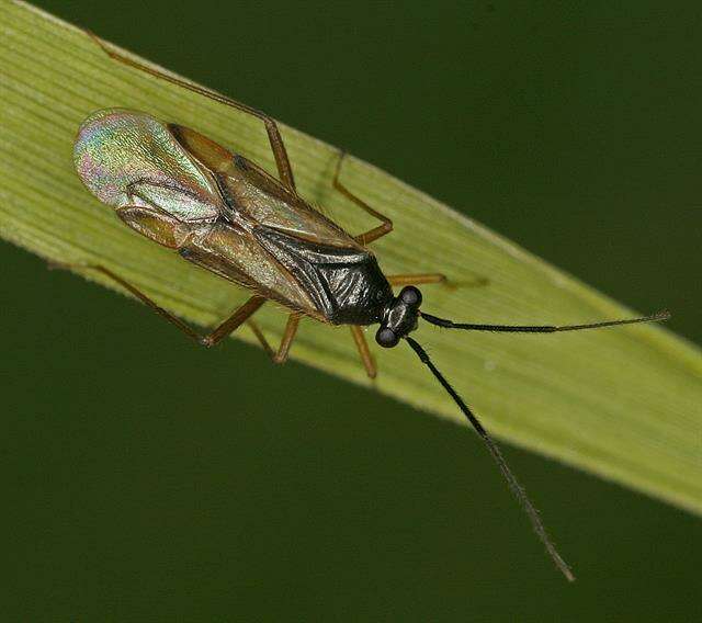 Image of Mecomma