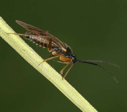 Image of Mecomma