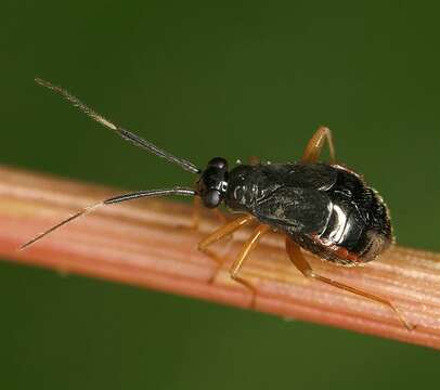 Image of Mecomma