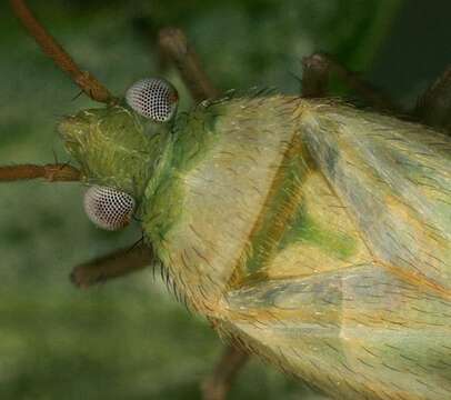 Image of Megalocoleus