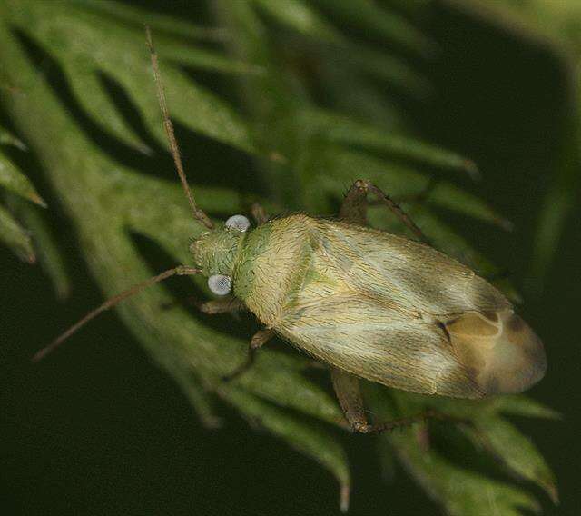 Слика од Megalocoleus