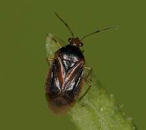 Image of Monalocoris