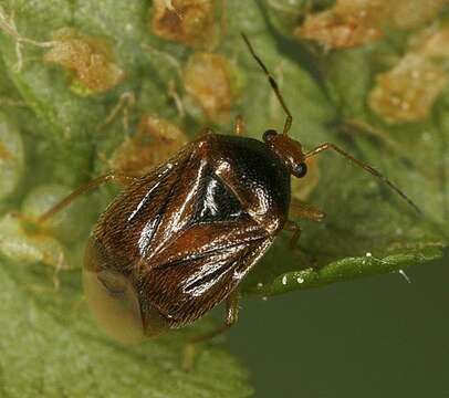 Image of Monalocoris