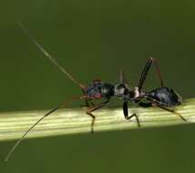 Image of Myrmecoris