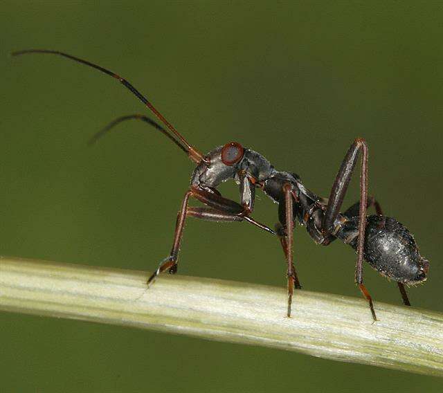 Image of Myrmecoris