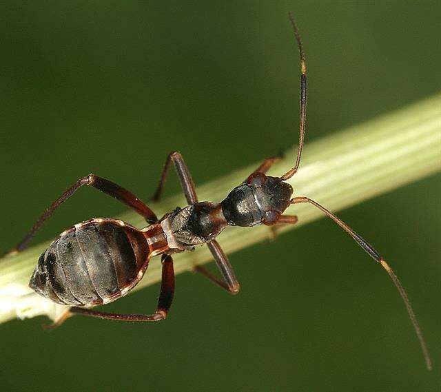 Image of Myrmecoris