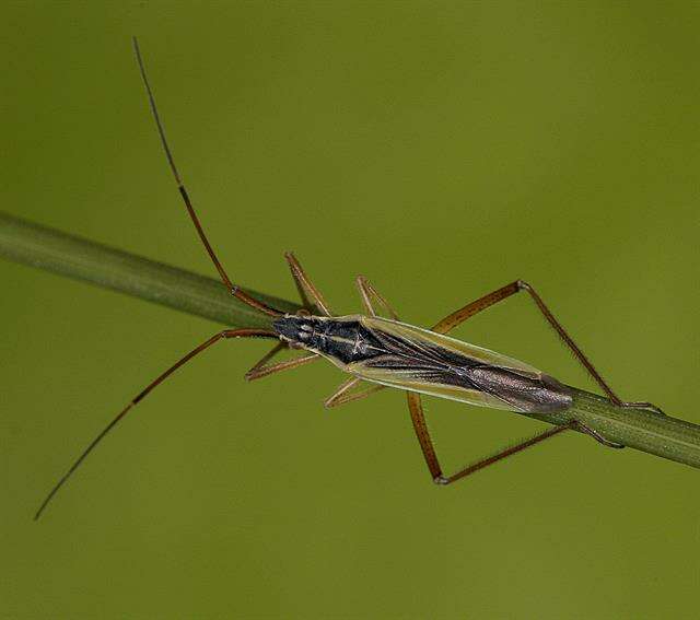 Image of Notostira elongata (Geoffroy 1785)