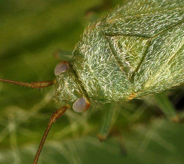 Image de Orthotylus adenocarpi (Perris 1857)