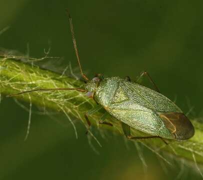 Image de Orthotylus adenocarpi (Perris 1857)